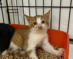 Korralagedus Harjumaa külakeses: mahajäetud kassid paljunevad, kinni on püütud juba 9 kassi